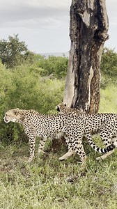 145K views · 3.4K reactions | Watch as 3 Cheetah move through the bush in Kruger National Park, South Africa. #wildlife #safari #nature #animals #amazing | Wildest Kruger Sightings | Facebook