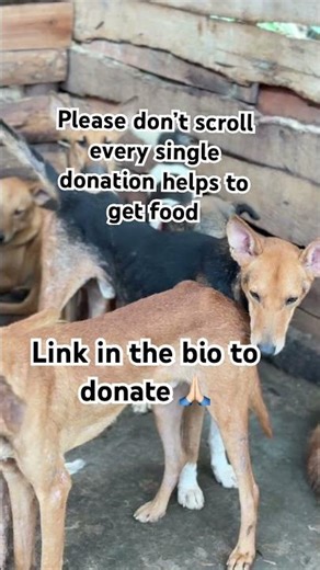 Please everyone comment random words to get food#donatefood#donatetoday