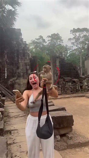 Der Affe hat das Erfrischungsgetränk des Mädchens getrunken.