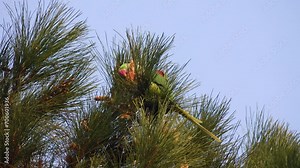 Wintering parrots. Rose-ringed parrakeet (Psittacula krameri) prefers to eat Corsican pine (Pinus brutia) seeds from cones. Iran