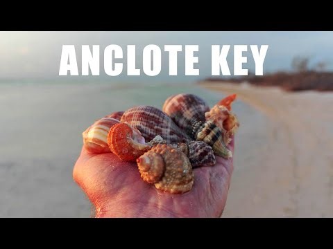Anclote Key is a SHELLER'S PARADISE!