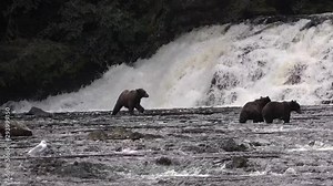 A family of bears came to catch salmon at a waterfall on a mountain river in Alaska.