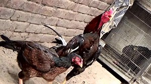 42K views · 3.3K reactions | this is my famous murga named beast it is lasani and Rampuri breed | Asils World | Facebook