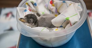 Baby Gentoo Penguin hatches at the Milwaukee County Zoo