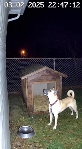 98K views · 3.4K reactions | Dog Reacts to Lightning During Night Storm . . . Night storm captured on CCTV: A dog barks at the sky as lightning flashes, then rushes into its kennel once the rain starts pouring. Animals feel the storm before we do! #CCTV #Dog #Storm #Lightning #Thunder #Rain #NightStorm #SecurityCamera #Animals #WeatherClip | Doorbell Archives | Facebook