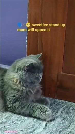 open the door 🐈🐈🧿 #scoobyandj #shorts #scoobythemeow #scooby #cat #feline #catbreed