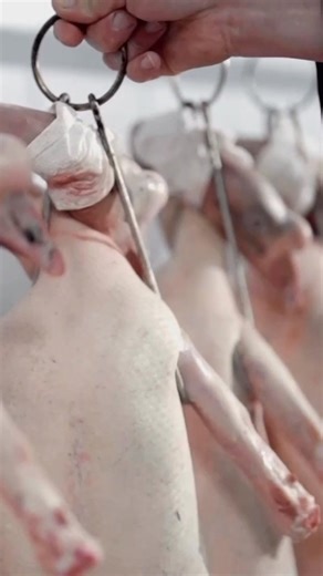 590K views · 244 reactions | Savor the irresistible taste of Guangdong's famous roasted goose! With its golden, crispy skin and tender, flavorful meat, this dish perfectly captures the essence of Cantonese cuisine. #TastyChina #ChinainSeconds #ChineseCulture For more: https://english.cctv.com/ | CCTV | Facebook