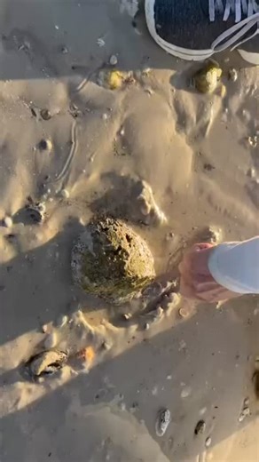 2.4K views · 391 reactions | The Whelk Shell … second largest shell...