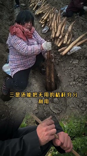 #Yam cultivation#Yam#Planting tips