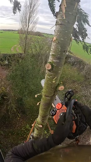 Connor on Instagram: "Spiking down stems sucks….but not when you’re utilising SRT. By cinching your mainline round the stem and keeping a long tail you can minimise effort by descending the line rather than spiking down. Then when ready pull the long tail to retrieve the system, cinching under your lanyard and ready for the next cut. There are a variety of ways to anchor your line round the stem, this video is my favourite set up using the @notchequipment Quickie and an alpine butterfly. On bigg