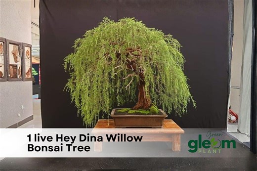 1 Hey Dina Willow Bonsai Tree – Fast Growing Salix Bonsai | Indoor Outdoor - Etsy