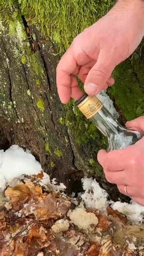 Enjoying some fresh spring sap! 🌿🥤 Nature’s sweet treat. #NatureLover #SpringVibes | Sean King