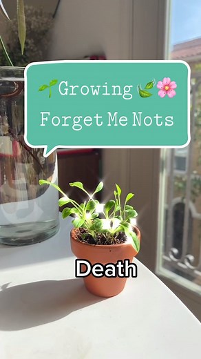 Growing Forget Me Not Seeds Progress