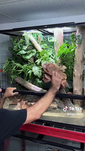 Simpler can be better! This naturalistic terrarium is designed for one of my favorite species of anole: the Saban Anole (anolis sabanus). Sometimes I find terrarium design doesn’t have to be too complicated to still look natural and aesthetic. Using just one species of plant in this @Zoo Med Laboratories, Inc. terrariums adds a sort of continuity to the scape. These 3 Monstera adansonii I use totally fill out the enclosure, and they will even more so once they continue to grow in. They serve as 