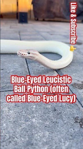 Blue-Eyed Leucistic Ball Python (often called Blue-Eyed Lucy) #reptiles #animals #ballpython #shorts