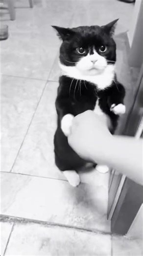 Funny Angry Boxing Cat #catvideos #kedi #cat #shortvideo #kedivideoları #cats #funnypets #shorts