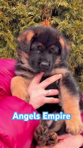 Немецкие овчарки #angelsempire #germanshepherd #puppy #pets #cute #animals #doglife #немецкаяо
