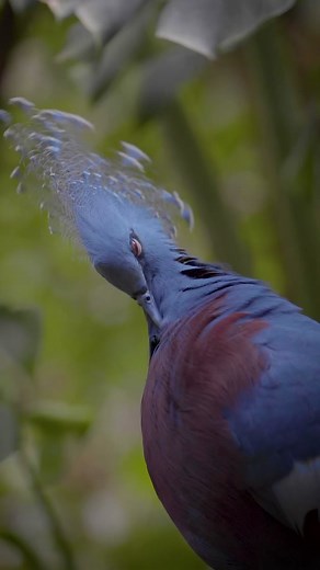 Queen Victoria Crowned Pigeon: A Majestic Beauty of the Avian World