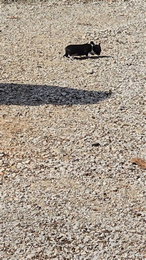 Chihuahua puppy for sale