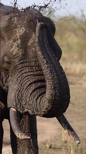 Elephant Mud Bath