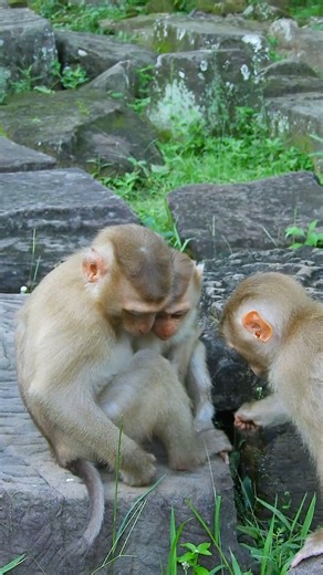 They are so cute and friendly. | Love Monkey