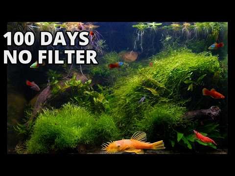 I Turned an Abandoned Tank into a Natural River (100 Days)