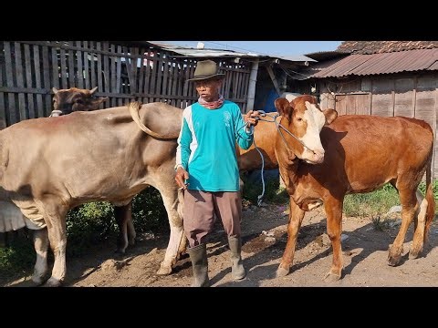 UPDATE HARGA SAPI BETINA INDUKAN TERBARU! Pasar Pon Pati 8 Oktober 2025