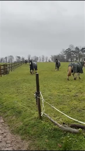 The boys were very excited to be changing fields. Then they all just wanted to wallow in the mud like hippos. I thought Harry got left behind, then along come Buttons and Murphy! | Palmers Stables