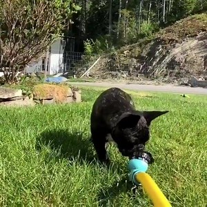 23K views · 264 reactions | Smart Dogs on Reels | Facebook