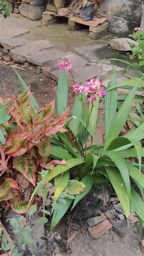 ഒരു മനോഹരമായ കാഴ്ച കാണാം വാ🫴. പ്രകൃതിയെ സ്നേഹിക്കുന്ന എല്ലാർക്കും ഒരുപോലെ മനസിനു കുളിർമയേകാൻ കാഴ്ച❤️