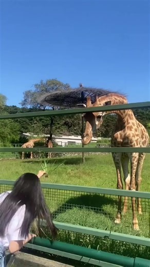 Discover the Funniest Giraffe Moments You Can't Miss