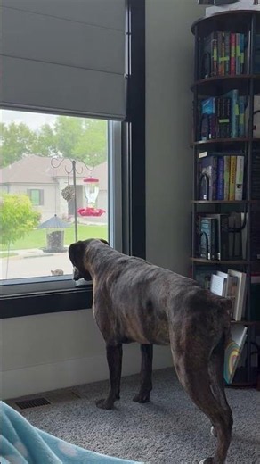 Boxer and Squirrel Stare Down || ViralHog