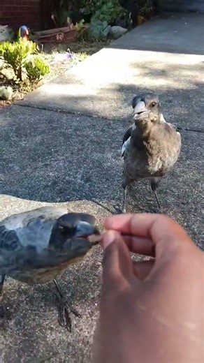 Two baby magpies enjoying life
