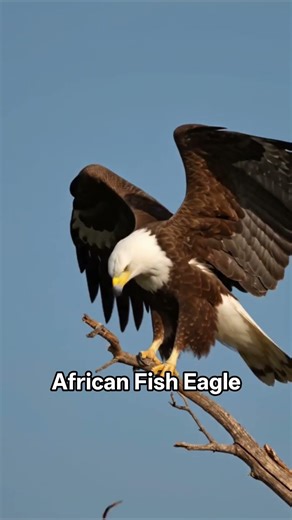 African Fish Eagle | Lifespan 15 years