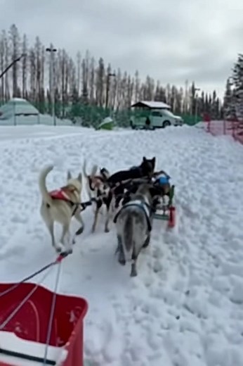 🙏Woman Adopts Six Special Needs Pups And Now They’re Living Their Best Lives! STORY👇👇 https://majestic-animals.su/woman-adopts-six-special-needs-pups-and-now-theyre-living-their-best-lives/ | Majestic Animals