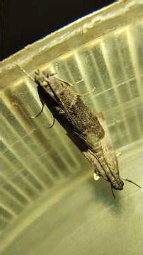 Common Pest Flour Moth Mating