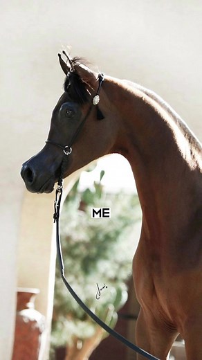 I said what I said 👀 #arabian #arabianhorse #arabianhorses #araber #horse #horses #equine #equestrian #pursangarabe #arabe #purebredarabian #pferde #halterarabian #arabianhalter #arabianhorses #anythingarabian #عربي