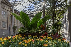 Understanding Plant Stress Signals: Abiotic Factors - Smithsonian Gardens