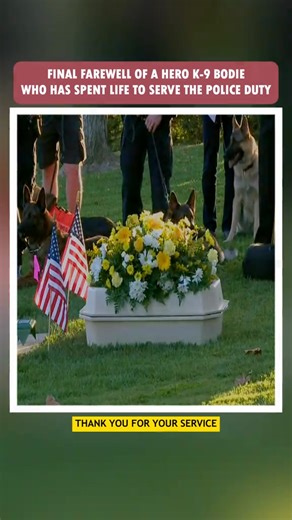 Final farewell of hero 😭🕊 #k9 #emotional #heartbreak #farewell #honor #fyp #dog #family #retirement | Eternalseconds