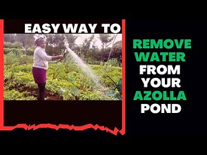 easiest way to remove water from your azolla pond #azollafarming #azolla