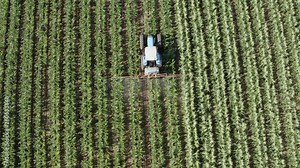 4K zoom out aerial view of a tractor spraying vegetable crops with pesticide on a large scale vegetable farm