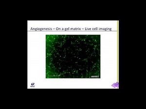 In Vitro Model of Angiogenesis Webinar