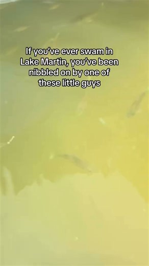 The sharks of Lake Martin 🦈 | Lake Martin Life