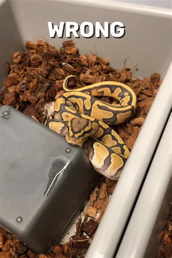 Hatched On The Wrong Side Of The Egg #snake #ballpythonbreeder #snakevideos #reptile #python