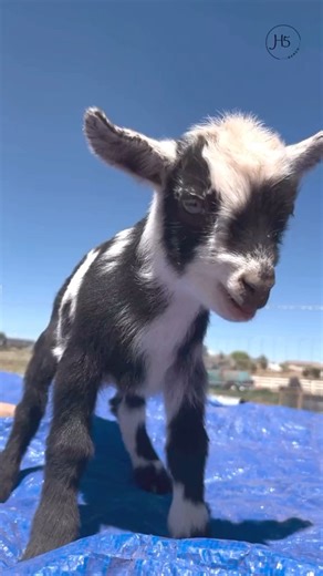 🐐 Goat ❤ on Instagram: "adorable noisy baby dwarf goat farm fun time! 😅🐐 . .📸 Source : Tiktok: h5ranchaa All credit are reserved for their respective Owners . Pls DM for Credit or Remove. .---------------- . . #goatfarmbeacons#goatworthy#goatyoga#iamcountryside#goatsofinstagram#goated#farmhouselivingrooms#smallholding#minigoats#farmlivingisthelifeforme#goatlover#younglivingfarms#goatsmilksoap#farm"