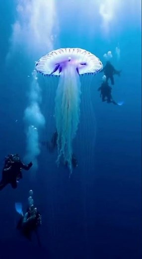 Divers Discover a Giant Glowing Jellyfish — Unreal Beauty Beneath the Waves 🌊✨ #ocean #marinemystery