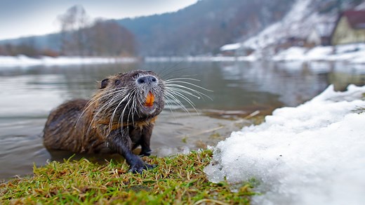 Nutria: The invasive, unusually large rodents