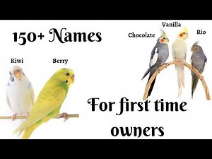 150+ Names for your dear Birds| Male & Female Budgie and Cockatiel Names|