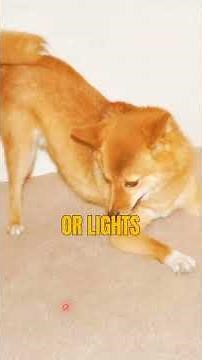 5 Weird Dog Behaviors EXPLAINED! 🐕 Hidden Meanings Behind What Your Dog Does