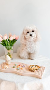 It’s Tato’s gotcha day today! 🤭 Not gonna lie, I bawled my eyes out several times while trying to edit this video 🥹 5 years ago today, we brought Tato home. My husband and I always dreamed of getting a dog one day and we are beyond grateful that we were able to fulfill that dream 5 years ago. While he was never specific with the type of dog he wanted (other than the dog cannot be too small), I knew I wanted a dog that would be smart, loving, loyal, and fun. I’m also allergic to shedding dogs, 
